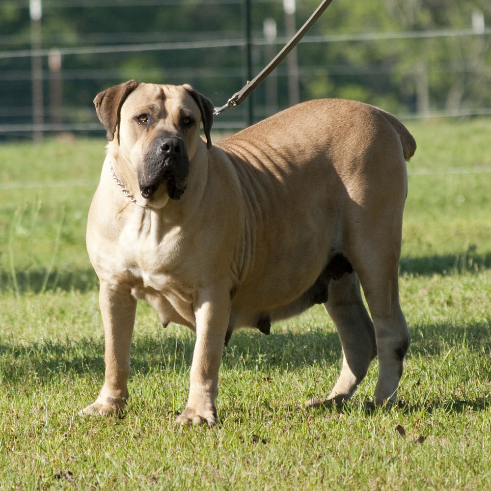 Hidden Creek Boerboels Kennel Dothan, Alabama